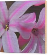 Hyacinthus Flower Wood Print