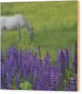 I Dreamed A Horse Among Lupine Wood Print