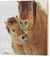 I Love My Mama -  Norwegian Fjord Horses - Colt Nuzzles Mother Wood Print