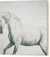 I See You  - Horse Art Wood Print