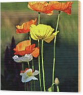 Iceland Poppies In The Sun Wood Print