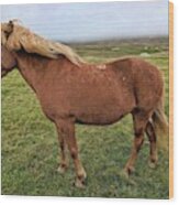 Icelandic Horse Wood Print