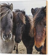 Icelandic Wild Horses. Iceland Wood Print