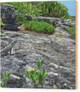 Iguana Basking On Tropical Cozumel Beach Wood Print
