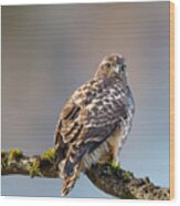 Immature Red Tailed Hawk In A Tree Wood Print