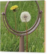 In The Eye Of The Beholder - Dandelion Seed Puff With Flower Reflected In Mirror Wood Print