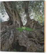 In The Shade Of The Olive Tree Wood Print