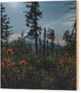 Indian Paintbrush Wildflowers And Mt. Hood By Moonlight Under Night Sky With Stars 1 Wood Print
