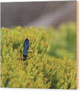 Indigo Wasp Wood Print