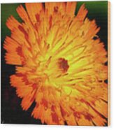 Insides Of An Orange Flower Macro Digital Wood Print