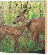 Intimate Wildlife A Mother Deer And Fawn In Riverbend Park Jupit Wood Print