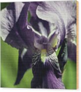 Into The World Of The Iris Wood Print