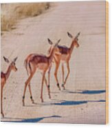 Intrepid Trio In Kruger National Park Wood Print