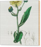Inula Helenium - Elecampane - Medical Botany - Vintage Botanical Illustration Wood Print
