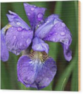 Iris After The Rain 4 Wood Print