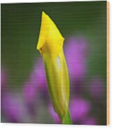 Iris Bud Yellow Hope Wood Print