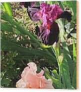 Catherine's Iris Fiery Temper And Beverly Sills In Clayton, North Carolina Wood Print