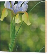 Iris Flower Salutes Spring Wood Print