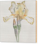 Iris With A Midas Touch Wood Print
