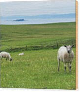 Irish Sheep Wood Print