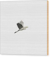 Isolated Great Egret 2016 Wood Print