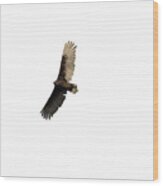 Isolated Turkey Vulture  2020-2 Wood Print
