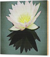 Isolated Water Lily Wood Print