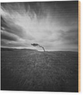 Isolated - Windswept Tree On Went Hill Wood Print
