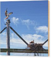 It's About Time You Got Home With The Take-out  - Osprey Returning To Nest Carrying Fish Dinner Wood Print