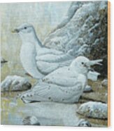 Ivory Gulls Wood Print