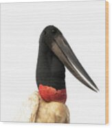 Jabiru Stork Wood Print