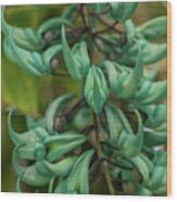 Jade Vine Blossom In A Kauai Garden Wood Print
