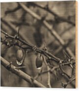 Japanese Barberry The Winter Berry In Sepia Wood Print