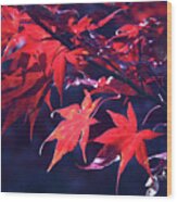 Japanese Maple Leaves Wood Print