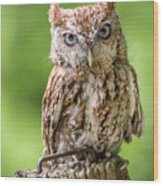 Jaunty Owl Wood Print