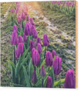 Jewel Tone Tulips Wood Print