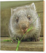 Joey Of Wombat Feeding Wood Print