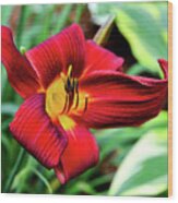July Day Lily Wood Print