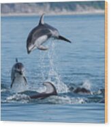Jump For Joy - Dolphin Art Wood Print