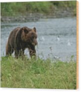 Juvenile Brown Bear On The Bank Of Pack Creek, Alaska Wood Print