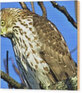 Juvenile Coopers Hawk Are You Talkin' To Me? Wood Print