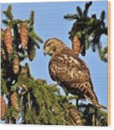 Juvenile Red-tailed Hawk Perched  Among The Pine Cones Wood Print