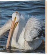 Juvenile White Pelican 2020-1 Wood Print