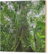 Kapok - Ceiba Pentandra Tropical Tree Wood Print