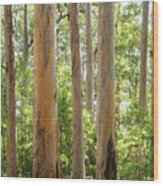 Karri Forest 02 Wood Print