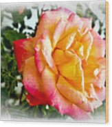 Kellys Double Delight Rose Wood Print