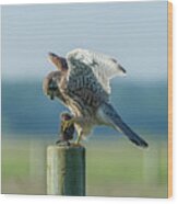 Kestrels Landing With The Prey On The Roundpole Wood Print