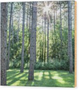 Kettle Moraine Trees Wood Print