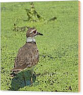 Killdeer - 6884 Wood Print