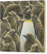King Penguin With Chicks Wood Print
